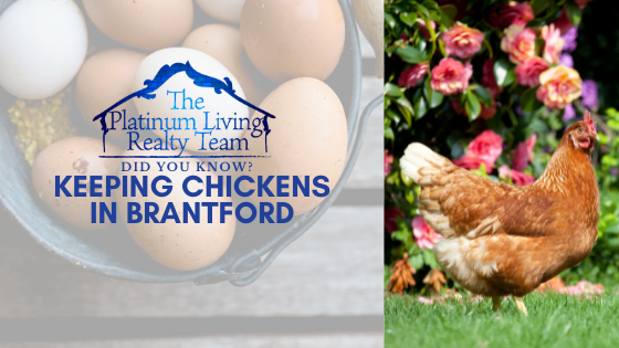 Keeping Chickens In Brantford